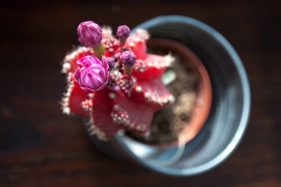 gymnocalycium mihanovichii