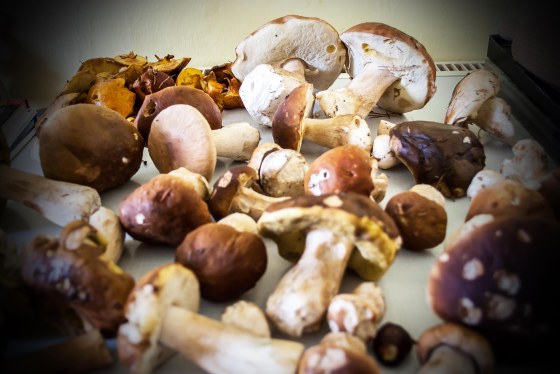 jak nejlepe konzervovat houby